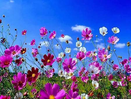 beautiful flower wallpaper. flowers Beautiful+flower+